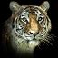 Brugers avatar